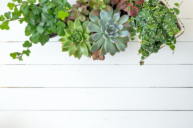 Flat lay banner copy space of trending collection of various indoor plants white wooden background.