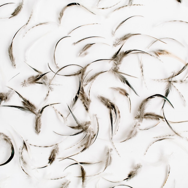 Photo flat lay of beautiful bird feathers