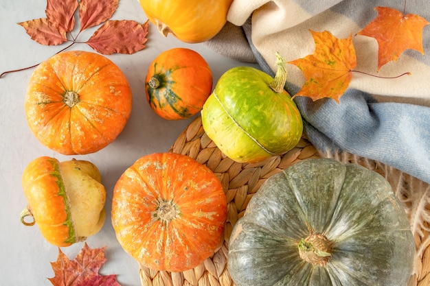 Flat lay of beautiful little pumpkins on a gray with a warm blanket and a wicker rattan napkin.