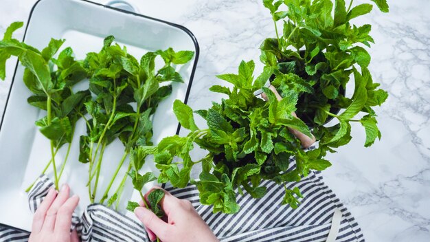 Flat lay. Bunch of fresh organic mint from the summer garden.