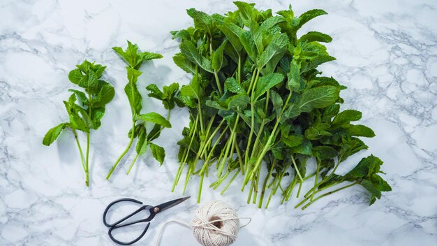 Flat lay. Bunch of fresh organic mint from the summer garden.