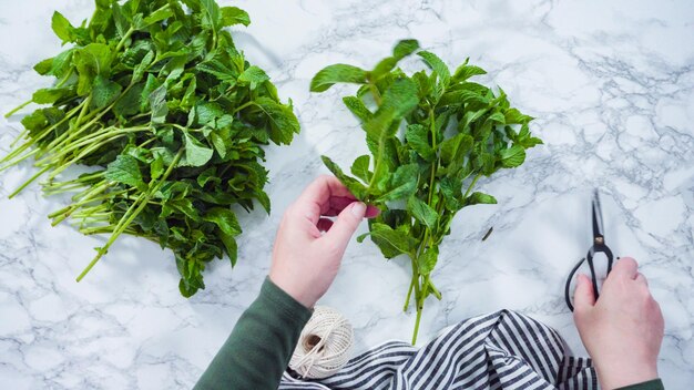 Flat lay. Bunch of fresh organic mint from the summer garden.