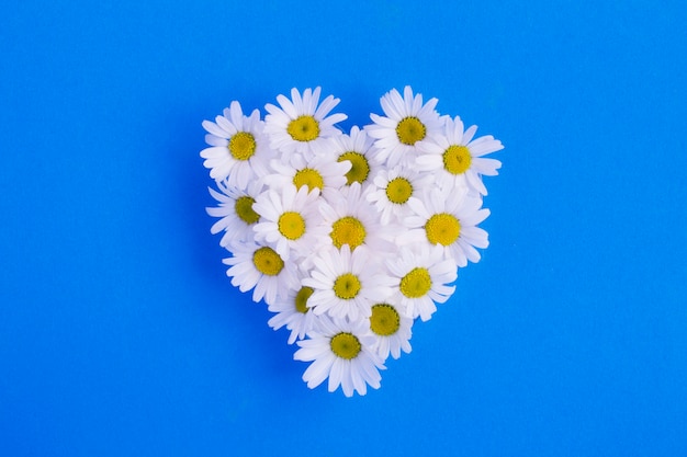 Photo flat lay of chamomiles in shape of a heart