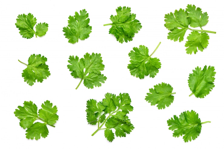 Photo flat lay collection of fresh coriander leaves isolated on white.
