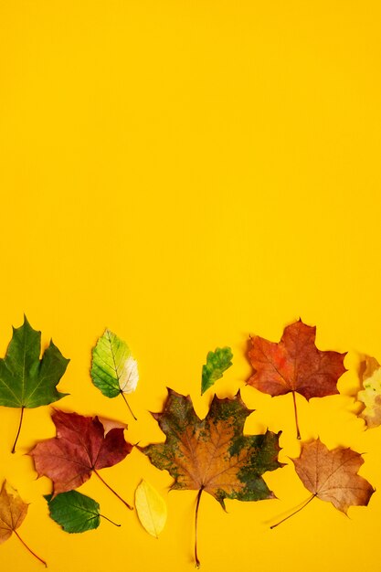 Flat lay of colorful autumn leaves on yellow background. Seasonal concept.