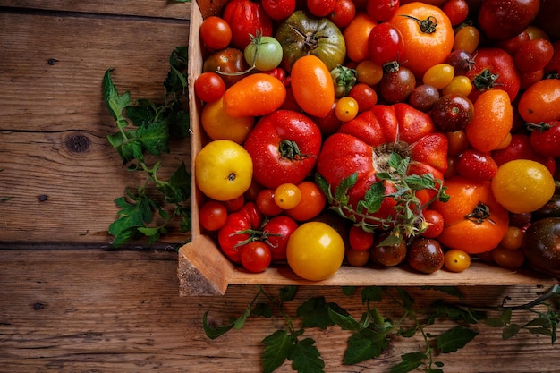 Flat lay of colorful tomatoes