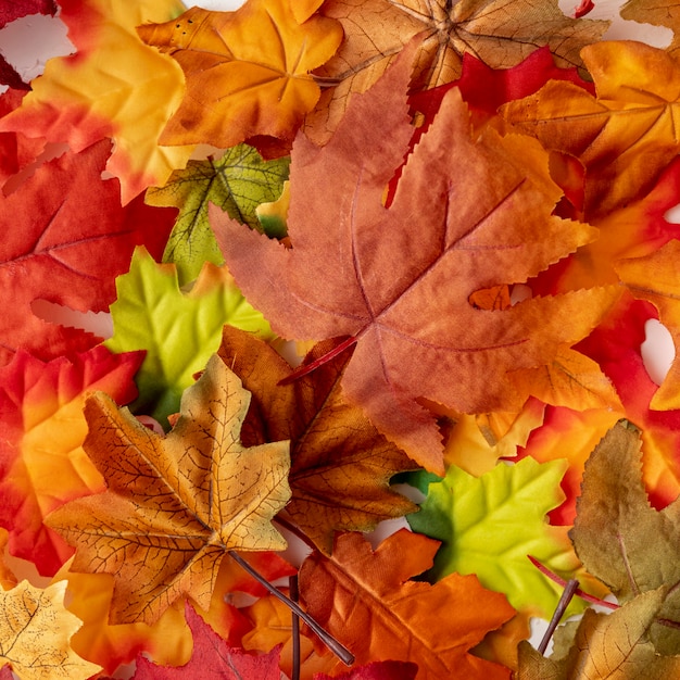 Flat lay colourful dry leaves 