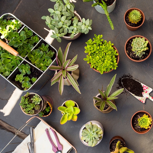 Photo flat lay composition of plants in pots