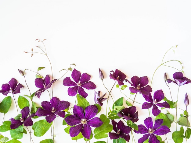 Flat lay composition of purple clematis flowers and leaves isolated on white. Top view.