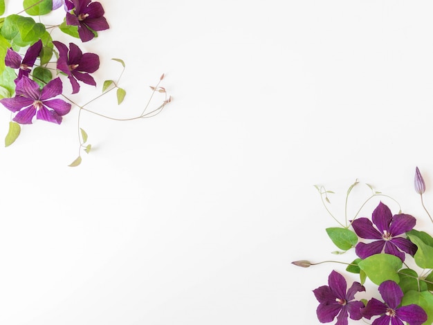 Flat lay composition of purple clematis flowers and leaves isolated on white. Top view.