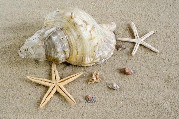 Плоская композиция с красивыми морскими звездами и морскими раковинами на песке, место для текста