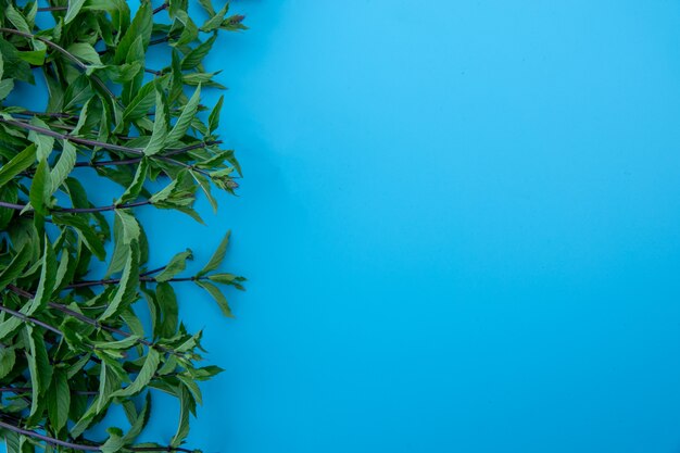 Photo flat lay composition with fresh mint leaves on blue color background