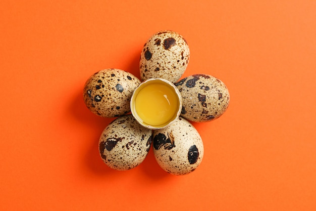 Flat lay composition with quail eggs on color