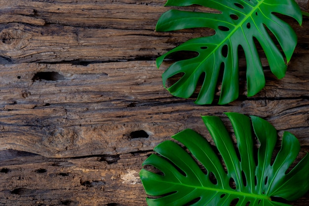 Flat lay creative frame of tropical nature leaves Monstera on rustic wood grunge background