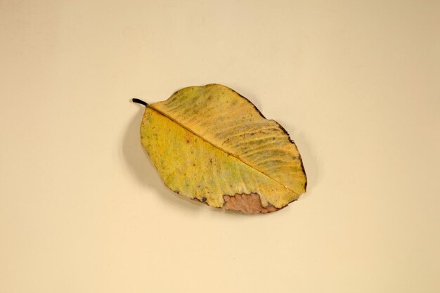 Flat Lay Dead Dry leaf isolated on beige color background autumn leaves