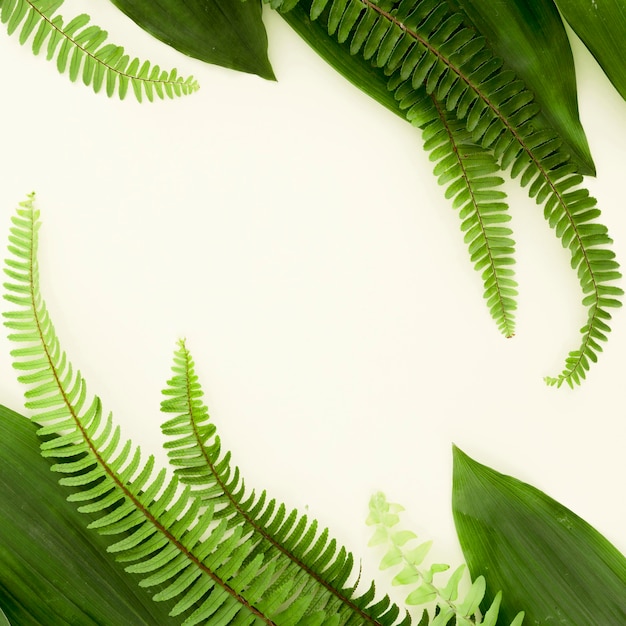 Photo flat lay of different leaves and ferns with copy space
