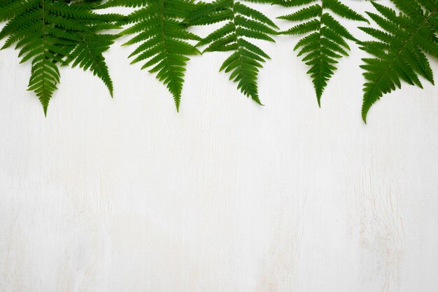 Photo flat lay fern leaves with copy space