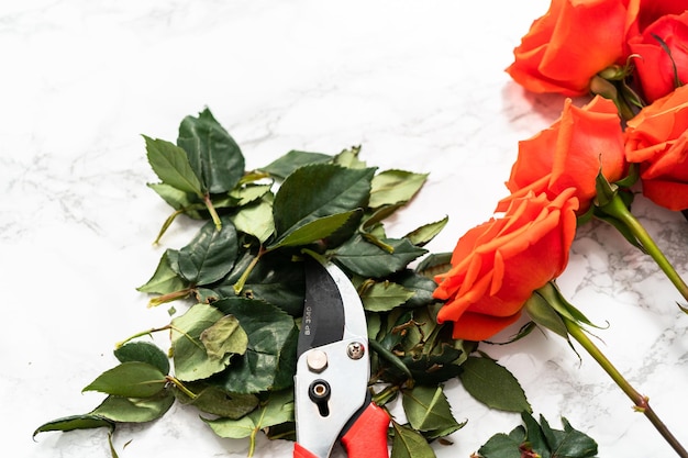 Flat lay. Florist pruning red roses with small shears for arranging bouquets.