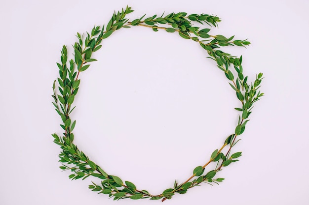 Photo flat lay frame of eucalyptus leaves on a white background