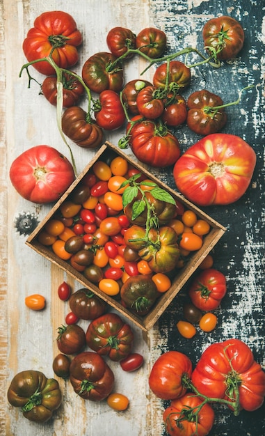 소박한 배경 위에 신선한 다채로운 토마토의 평평한 위치