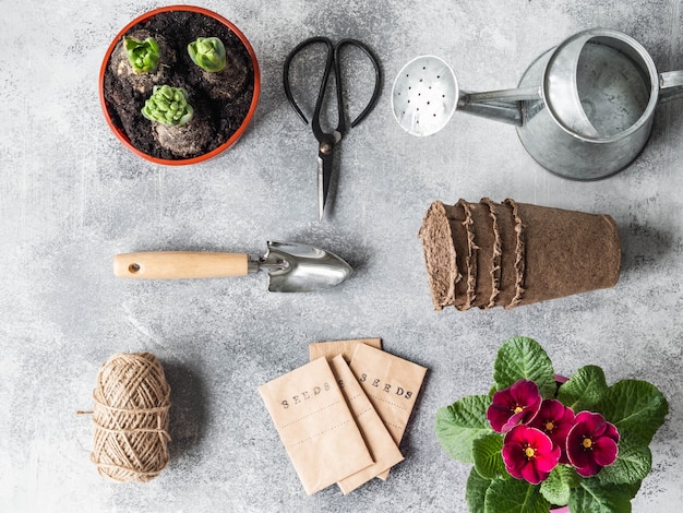 Flat lay garden composition with spring flowers - hyacinths, primrose, seeds in pack and garden tools