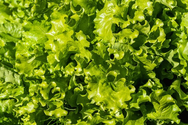 Flat lay green fresh lettuce leaves background in the garden in the summer outdoors