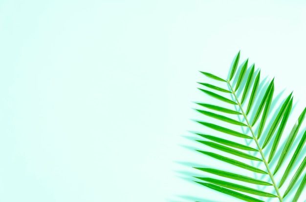 Flat lay green leaf of palm tree on mint background with soft shadows