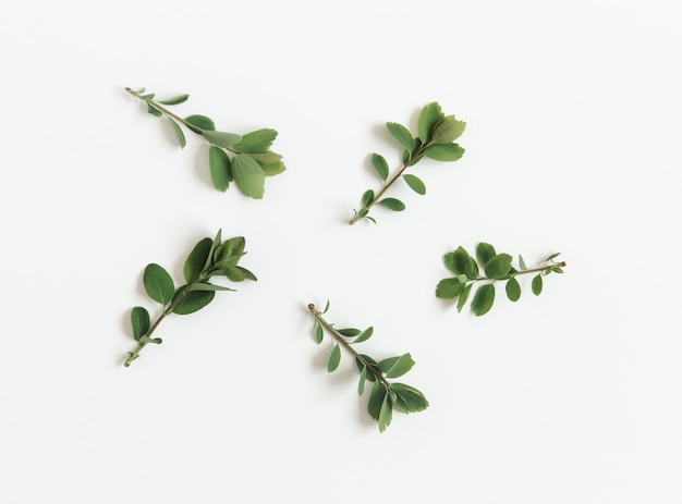 Flat lay green leaves on white