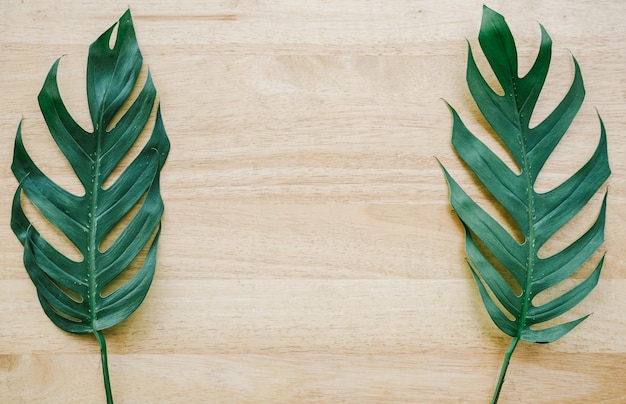 flat lay of green tropical monstera leaf on wood background with copy space