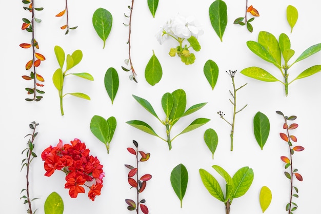 Photo flat lay group of leaves and flowers