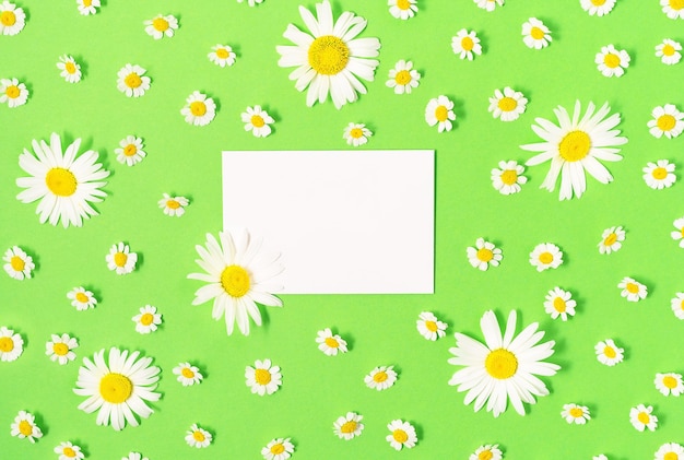 Flat lay of isolated white card on green background with fresh camomile blossoms