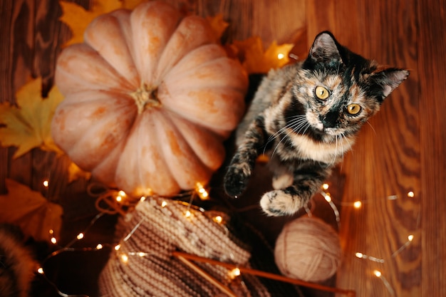 Flat lay of a kitten a ripe orange pumpkin autumn yellow leaves garland and a knitted scarf the cat ...