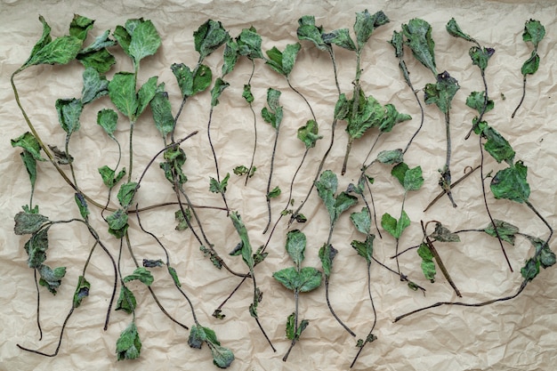 Flat lay of natural dry mint leaves on a paper