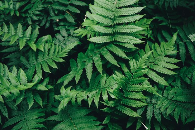 Flat lay of natural green fern leaves in the forest with vintage filter