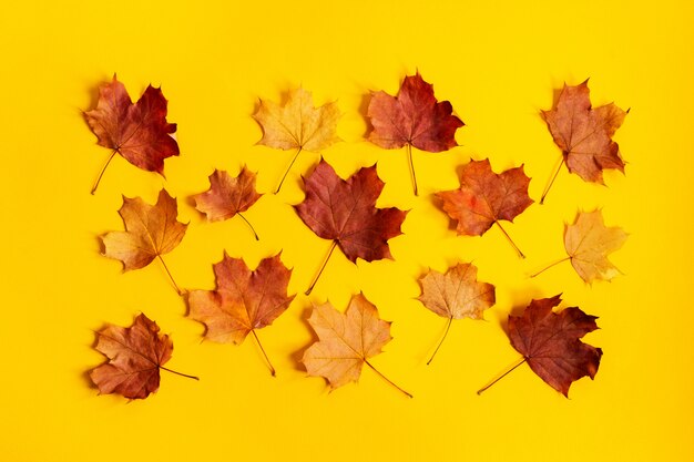 Flat lay of nature colorful autumn leaves