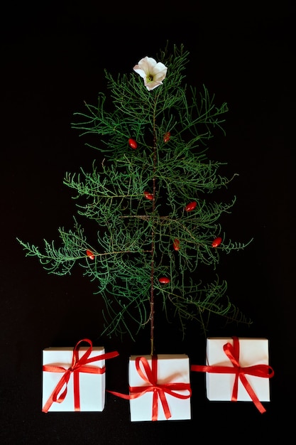 Lay piatto di foglie di aghi a forma di albero di natale con fiori e bacche, regali scatola albero di natale decorato su sfondo nero Foto Premium