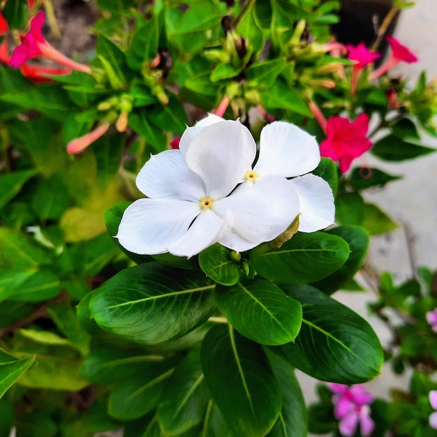 写真 美しく咲いた色とりどりの花のフラットレイ