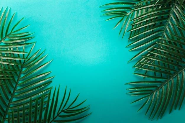 Фото Плоская лесная зеленая тропическая рамка