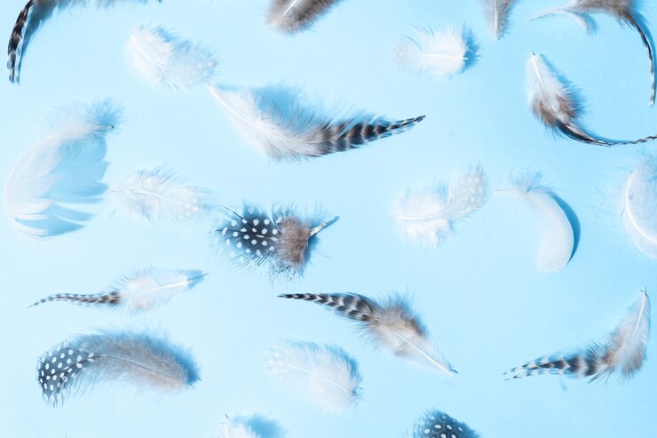 Photo flat lay pattern made of feathers. minimal natural flat lay top view on blue background