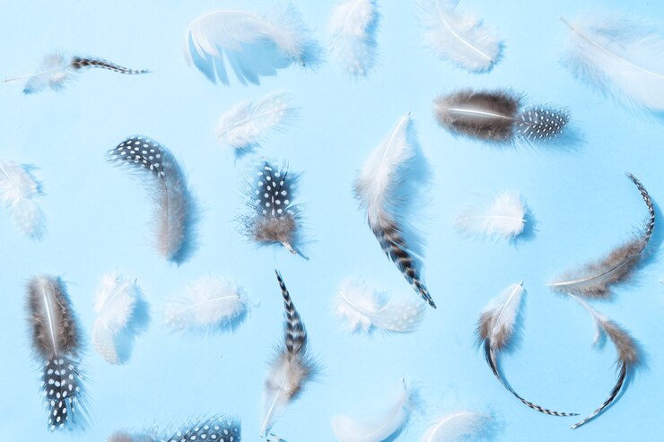 Photo flat lay pattern made of feathers. minimal natural flat lay top view on blue background