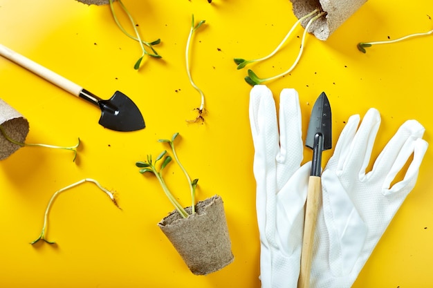 Flat lay peat pots gardening tools and greens on yellow background