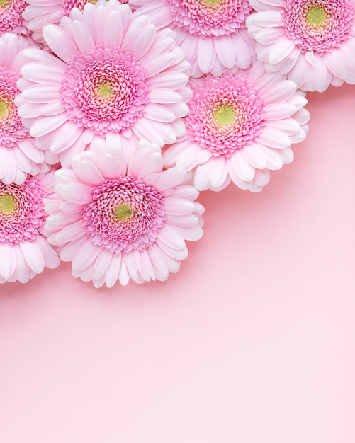 Flat lay of pink flowers gerberas