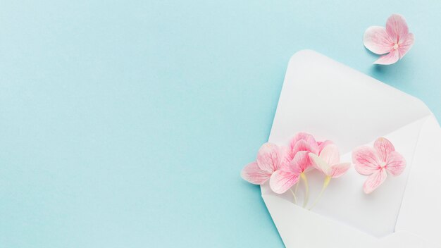 Flat lay pink hydrangea flowers in envelope with copy-space