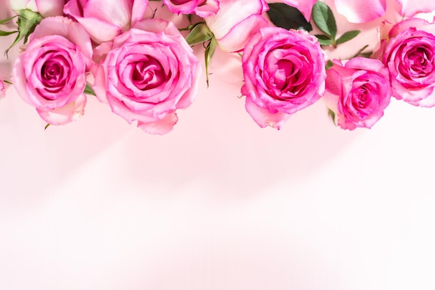 Flat lay. Pink roses and rose petals on a pink background.