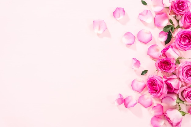 Flat lay Pink roses and rose petals on a pink background