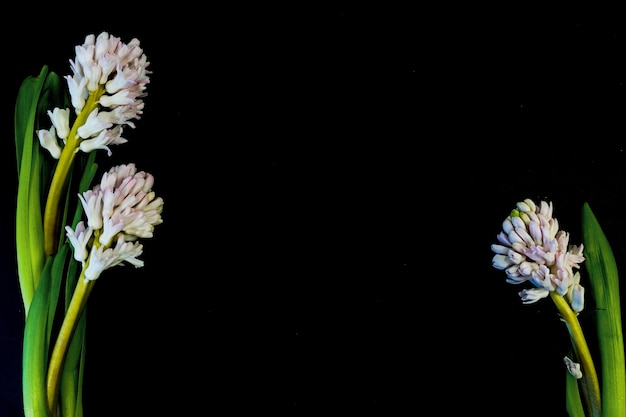 Flat Lay postcard for death funeral White hyacinth flowers on black background