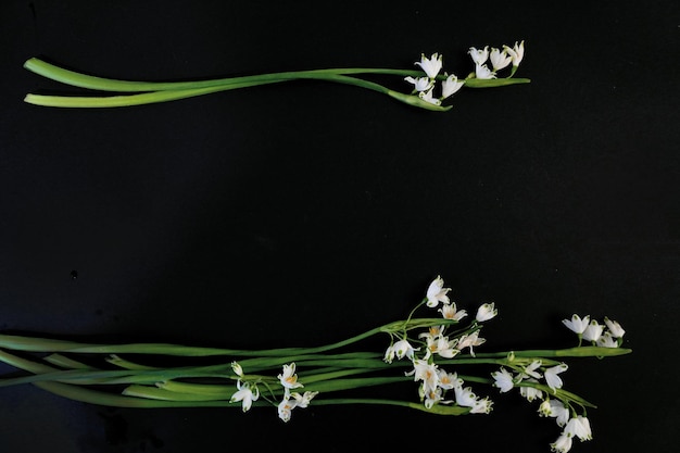 Flat Lay postcard for death funeral White snowdrop flowers on black background