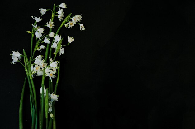 Flat Lay postcard for death funeral White snowdrop flowers on black background