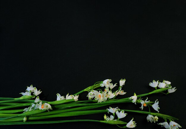 Flat Lay postcard for death funeral White snowdrop flowers on black background