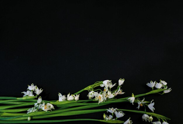 Flat Lay postcard for death funeral White snowdrop flowers on black background